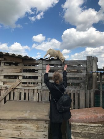 Допомагаючи тваринам, ти залишаєшься людиною