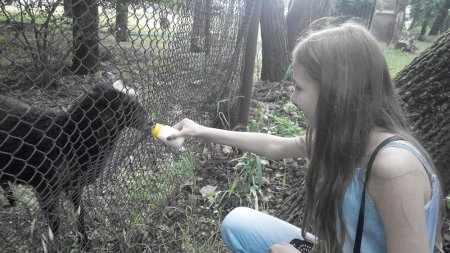 Звіт з навчальної практики 8 класи