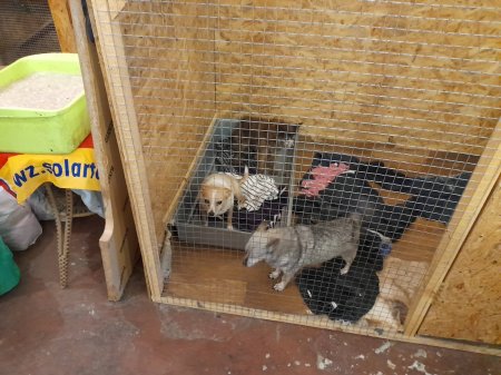 Допомога приюту "4 лапи"