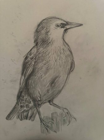 Конкурс у 9-СМ класі "Талант класу" Конкурс у 9-СМ класі "Талант класу"